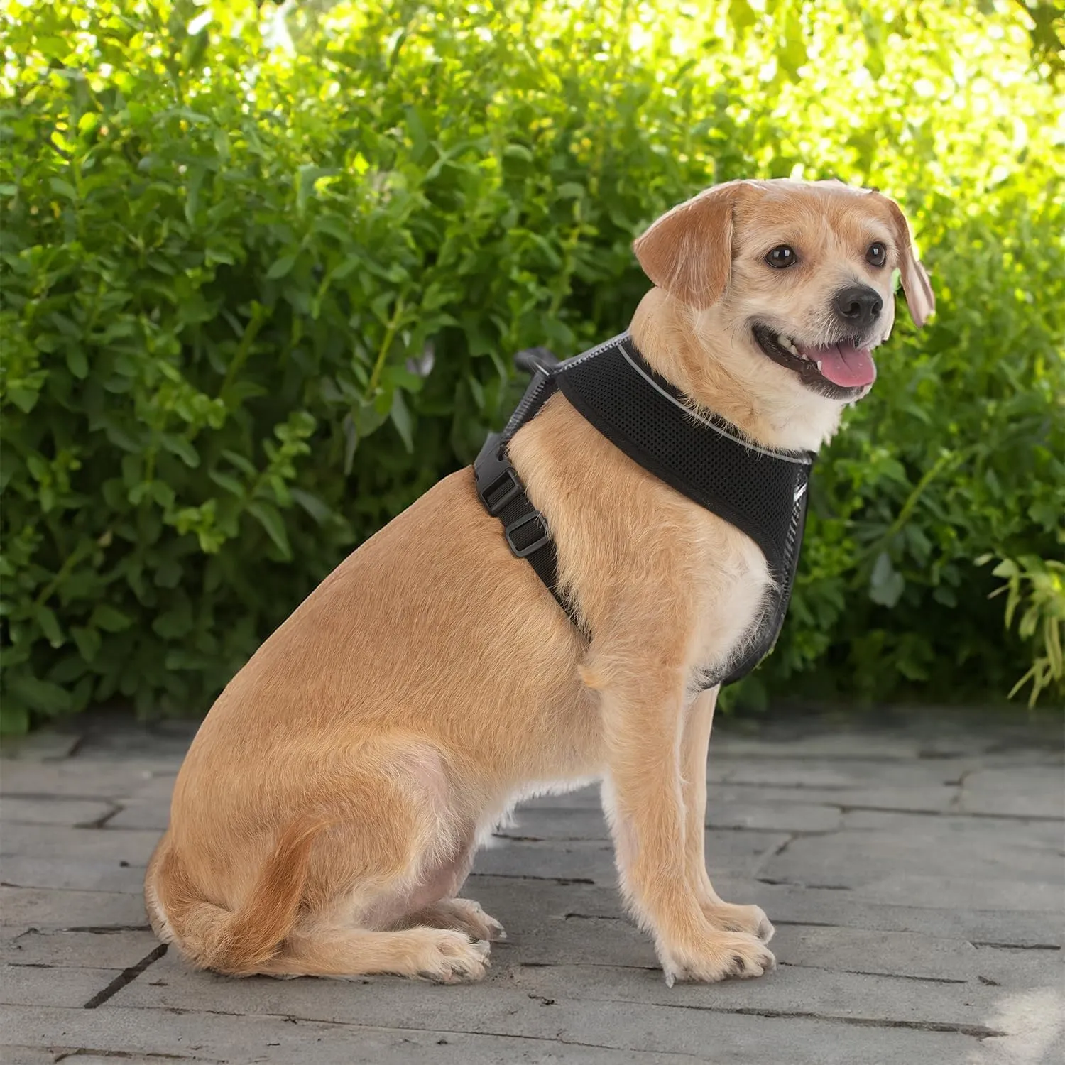 Best Pet Supplies Voyager Aerolite No Pull Mesh Dog Harness, Reflective, Breathable Harness, Adjustable for Walking, Training, Running, Heavy Duty and Durable, 220 Style (Black), M (Chest: 17-21").