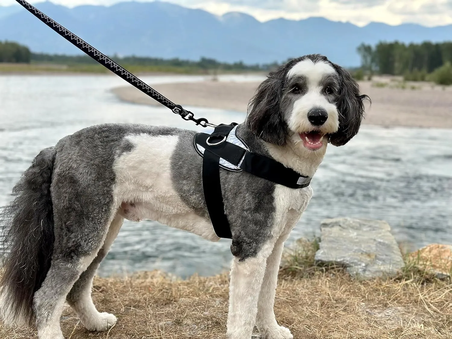 ShawnCo Essential Dog Harness, No-Pull Pet Vest with 3 Leash Clips, No Choke, Reflective, Adjustable and Padded, for Easy Walking and Training for Small, Medium and Large Dogs (Seafoam, M)