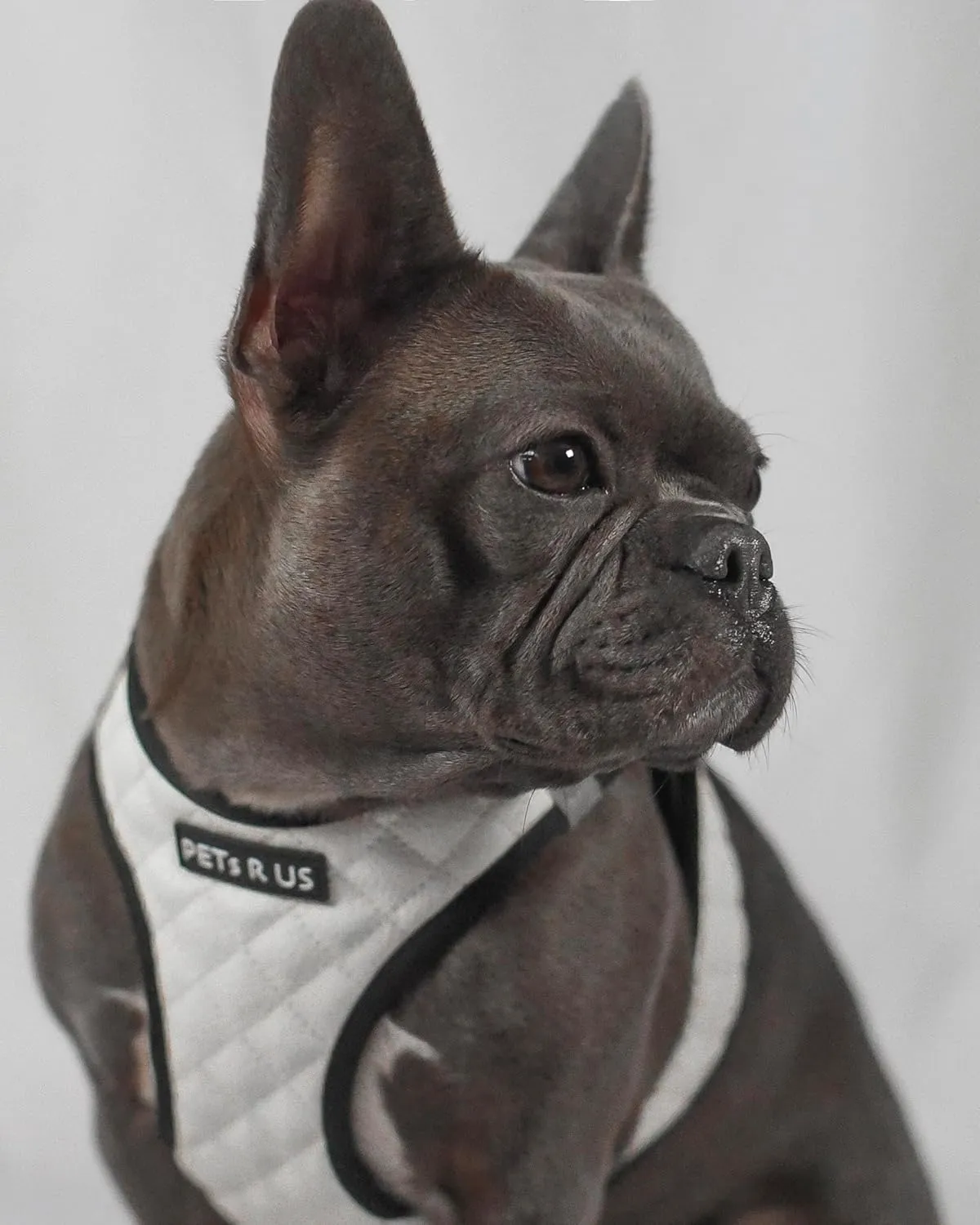 Step-in Dog Vest Harness Classic Quilted Design Vegan Leather Reflective Lightweight Breathable Mesh Soft White Black Durable Stylish Pet Accessory (White, XS: Neck=8.6-11''/Chest=13-14.5'')